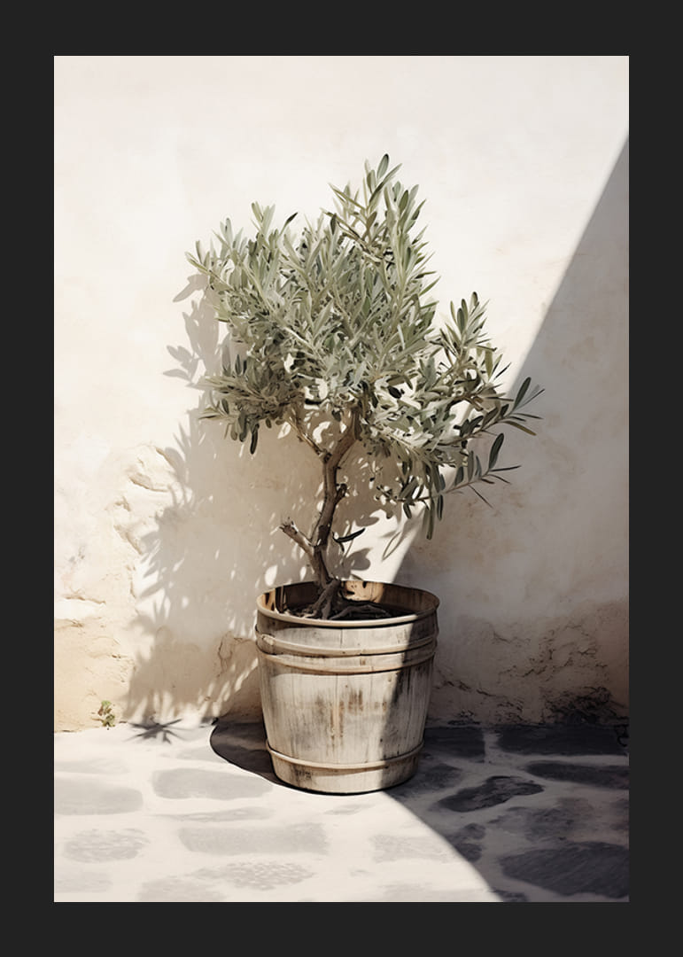 Olivträd i trätunna mot vit putsad vägg, soligt motiv-12