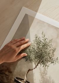 Olive Tree Mediterranean No1-5