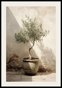 Akvarell olajfáról, cserépben, napsütötte falnak vetve-2