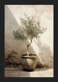 Akvarell olajfáról, cserépben, napsütötte falnak vetve-5