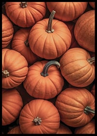 Close-up of several pumpkins in lovely orange-red colors with clear stems-6