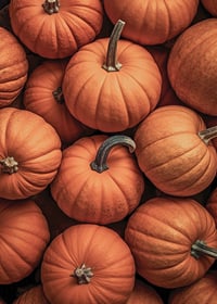 Close-up of several pumpkins in lovely orange-red colors with clear stems-7