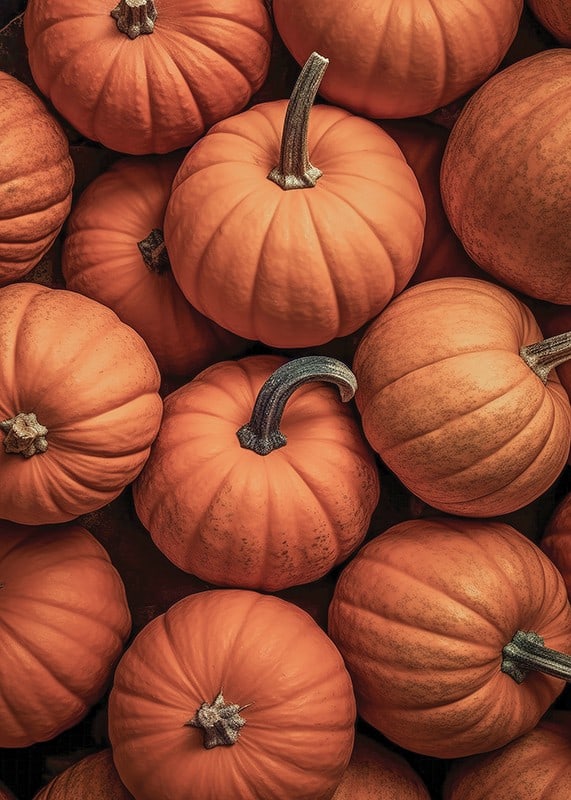 Close-up of several pumpkins in lovely orange-red colors with clear stems-12