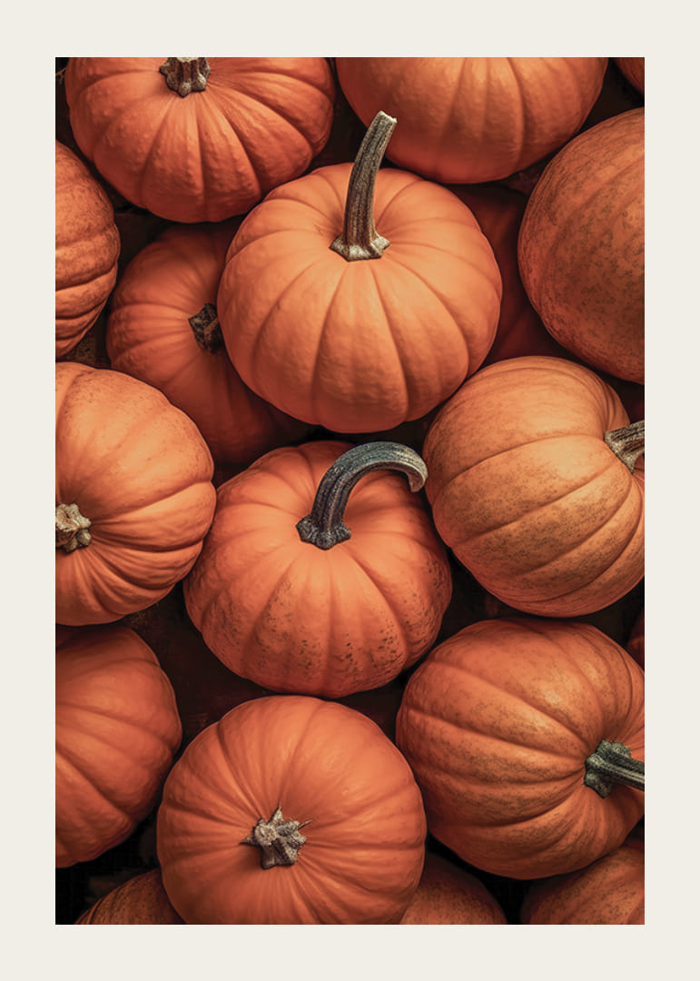 Närbild av flera pumpor i härliga orangeröda färger med tydliga stjälkar-12