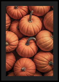 Närbild av flera pumpor i härliga orangeröda färger med tydliga stjälkar-4