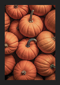Close-up of several pumpkins in lovely orange-red colors with clear stems-5