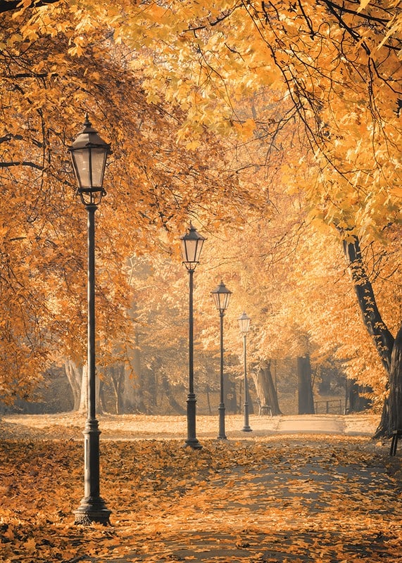 Fotografia del sentiero del parco con lampioni e foglie autunnali gialle-12
