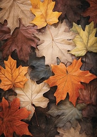 Photographic maple leaves in warm shades of orange, yellow and brown-7