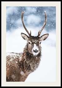 Photograph of roe deer with snow on its fur against a white winter background-2