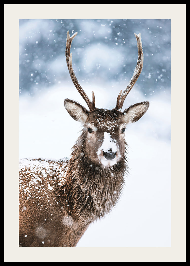 Photograph of roe deer with snow on its fur against a white winter background-12