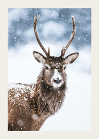 Photograph of roe deer with snow on its fur against a white winter background-3