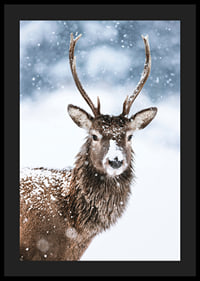 Photograph of roe deer with snow on its fur against a white winter background-4