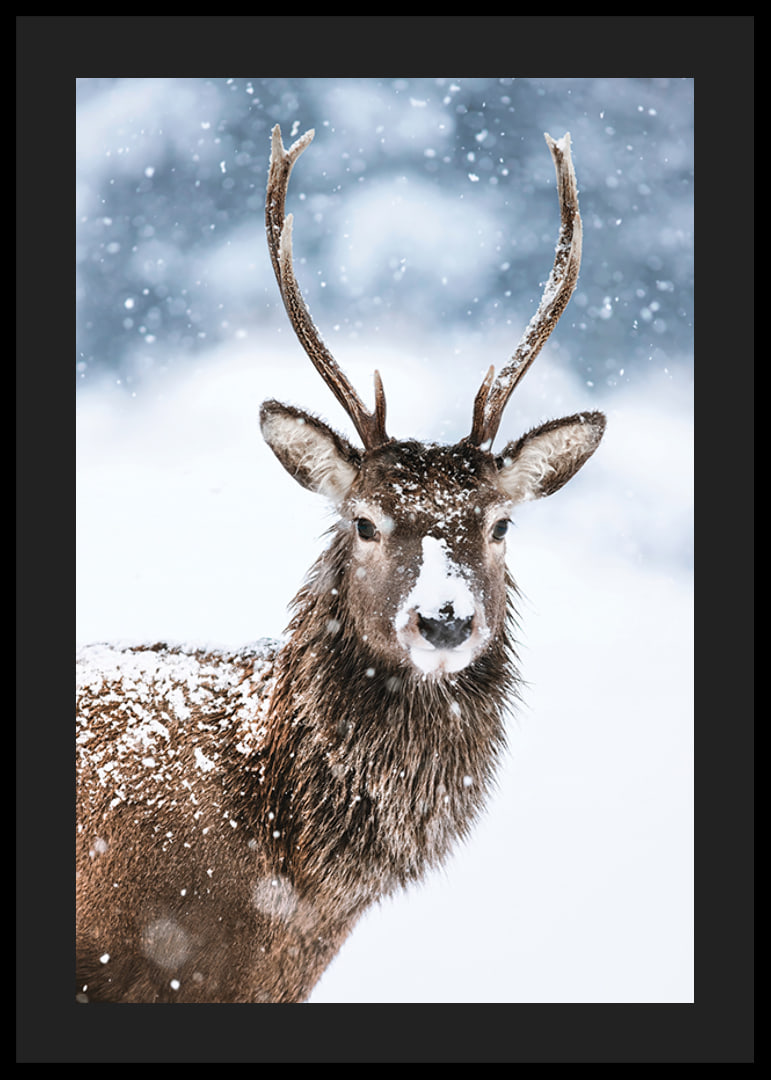 Photograph of roe deer with snow on its fur against a white winter background-12