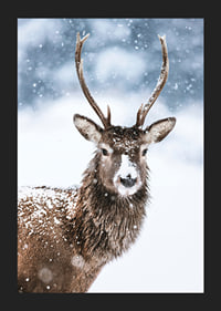Photograph of roe deer with snow on its fur against a white winter background-5