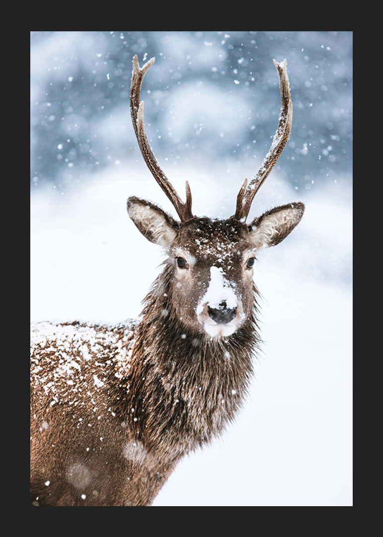 Photograph of roe deer with snow on its fur against a white winter background-12