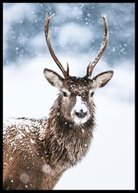 Photograph of roe deer with snow on its fur against a white winter background-6