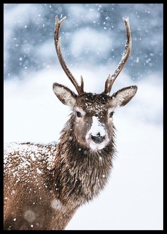 Photograph of roe deer with snow on its fur against a white winter background-12
