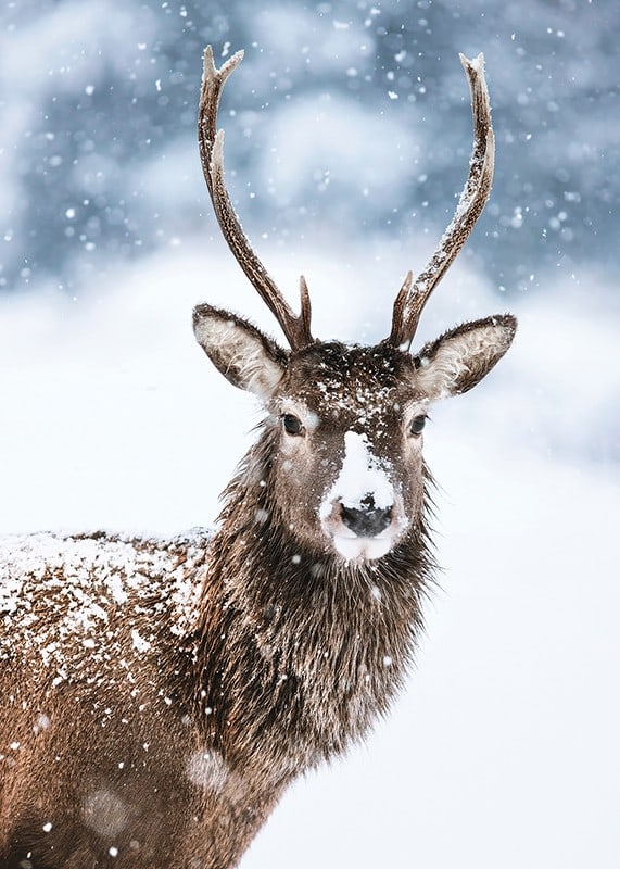 Photograph of roe deer with snow on its fur against a white winter background-12