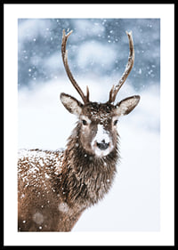 Photograph of roe deer with snow on its fur against a white winter background-0