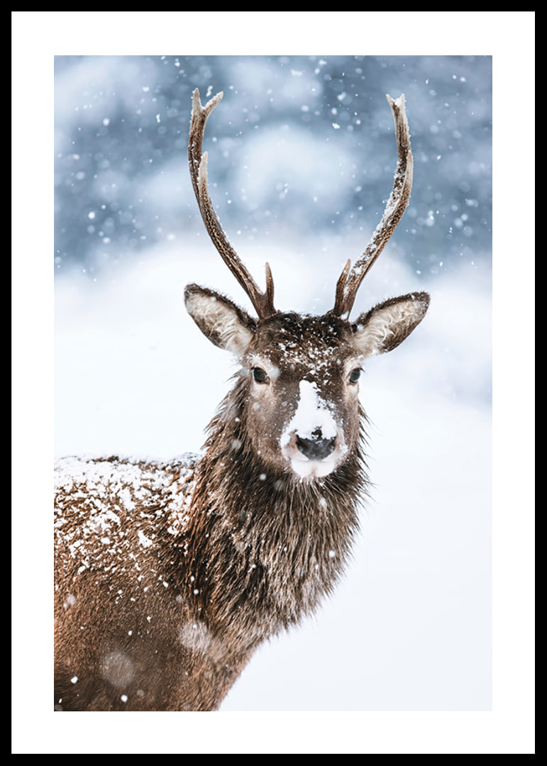 Photograph of roe deer with snow on its fur against a white winter background-12