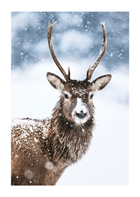 Photograph of roe deer with snow on its fur against a white winter background-1