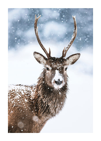 Plakat Winter Buck In Snow