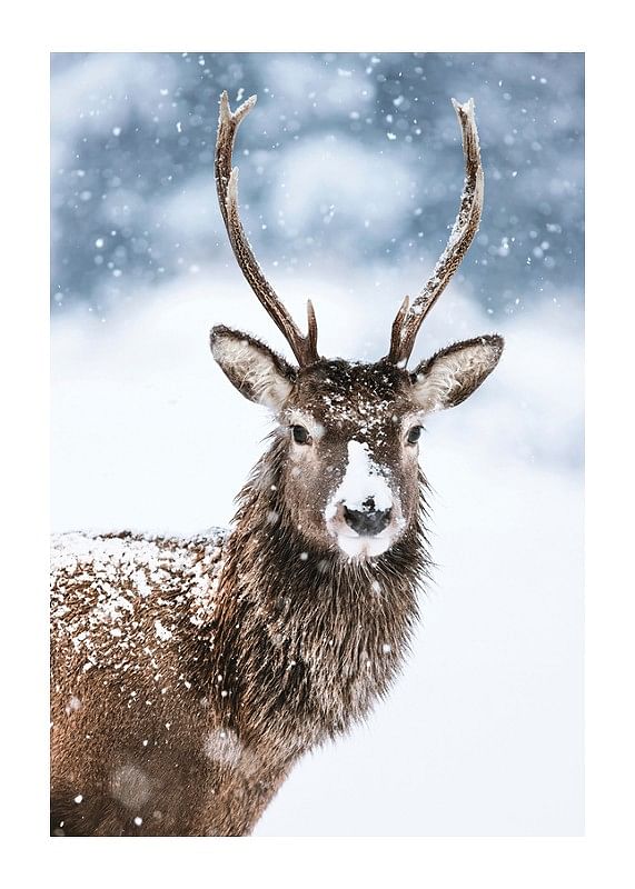 Winter Buck In Snow-12