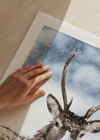 Photograph of roe deer with snow on its fur against a white winter background-9