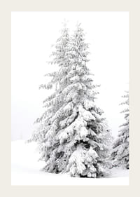 Fotografický detailný záber dvoch zasnežených jedlí v zimnej krajine-3