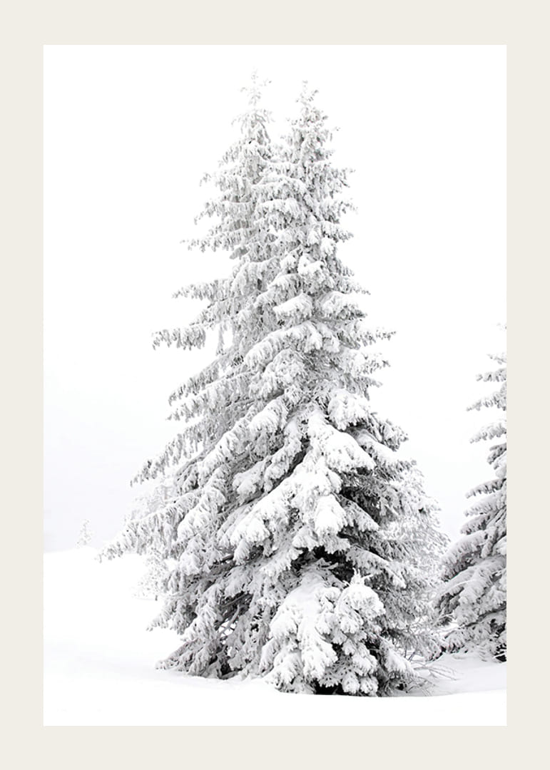 Fotografický detailný záber dvoch zasnežených jedlí v zimnej krajine-12