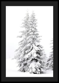 Fotografický detailný záber dvoch zasnežených jedlí v zimnej krajine-4