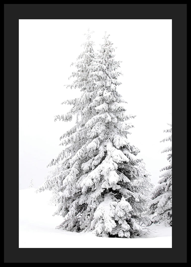 Fotografický detailný záber dvoch zasnežených jedlí v zimnej krajine-12