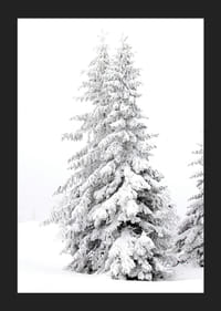 Fotografický detailný záber dvoch zasnežených jedlí v zimnej krajine-5