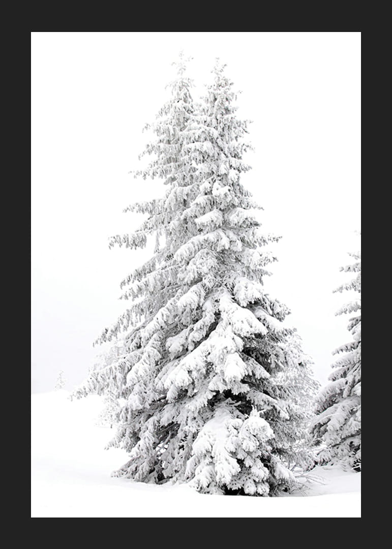 Fotografický detailný záber dvoch zasnežených jedlí v zimnej krajine-12