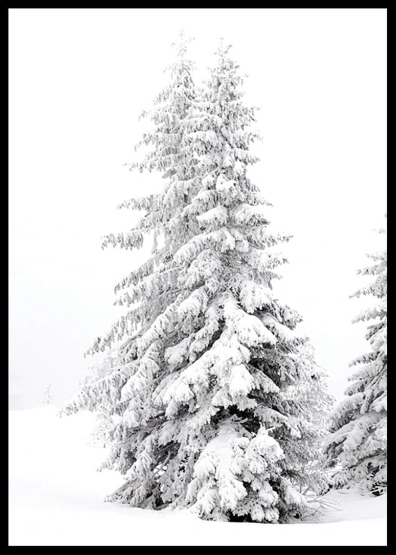 Snow Covered Pine Trees-12