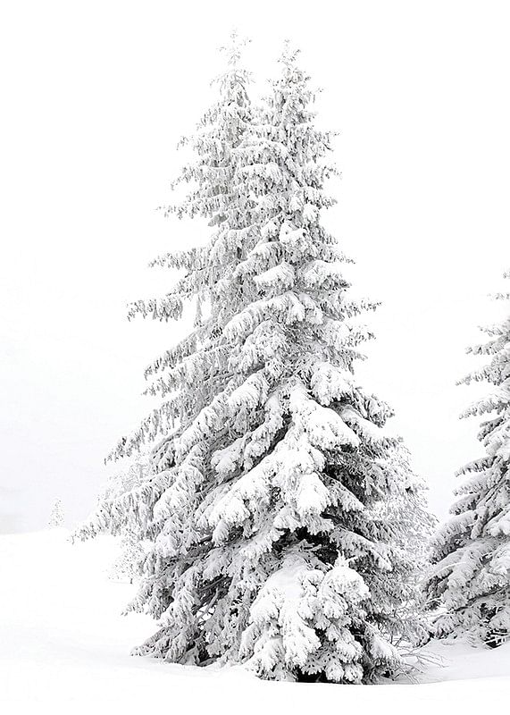 Snow Covered Pine Trees-12
