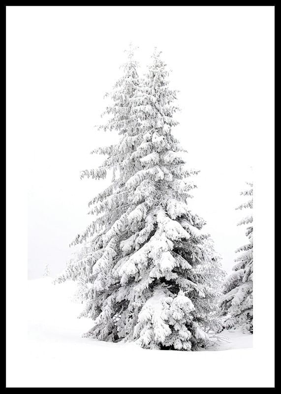 Snow Covered Pine Trees-12