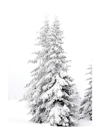 Plagát Snow Covered Pine Trees