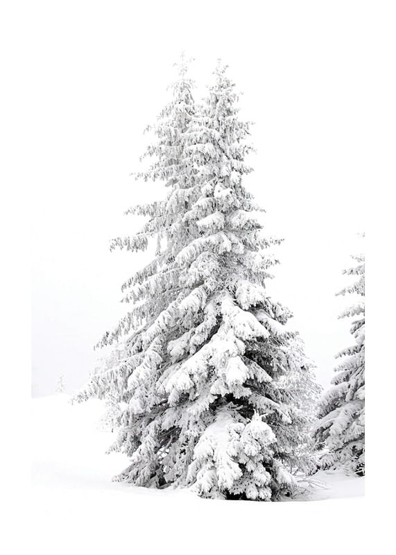 Snow Covered Pine Trees-12