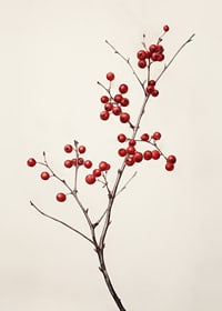 Branch with red berries against light beige background, photographic-7