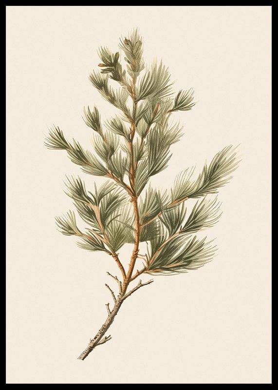 Fir Tree Branch-12