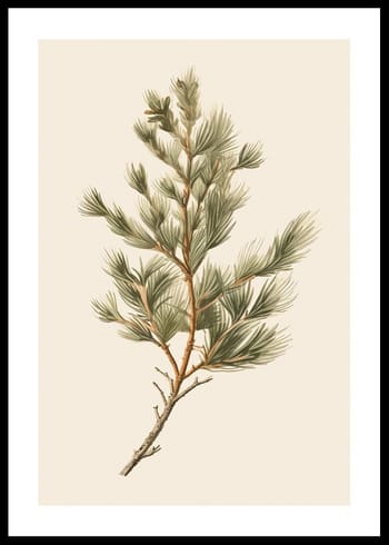 Poster Fir Tree Branch