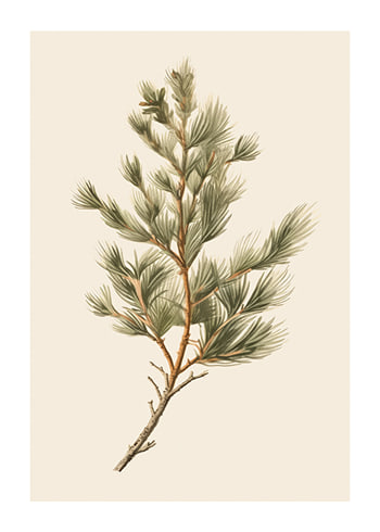 Poster Fir Tree Branch