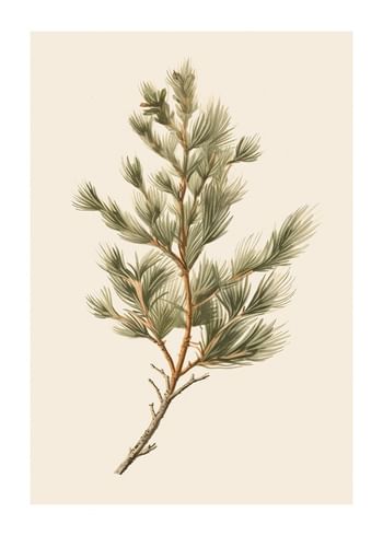 Plagát Fir Tree Branch