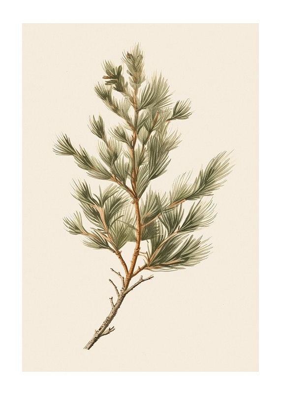 Fir Tree Branch-12