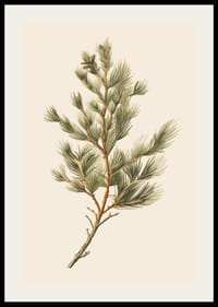 Ilustrovaná zelená borovicová vetva na svetlobéžovom pozadí-2