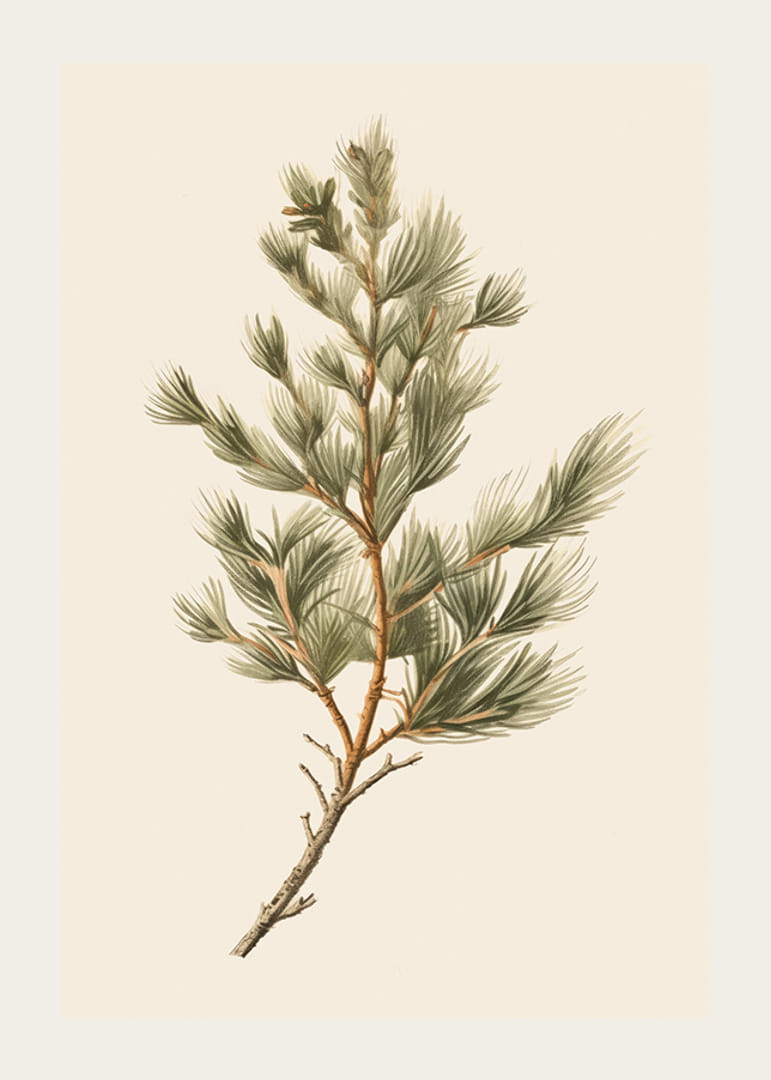 Ilustrovaná zelená borovicová vetva na svetlobéžovom pozadí-12