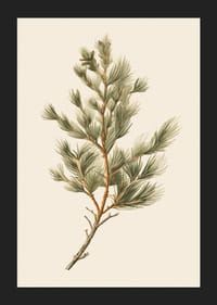 Ilustrovaná zelená borovicová vetva na svetlobéžovom pozadí-5