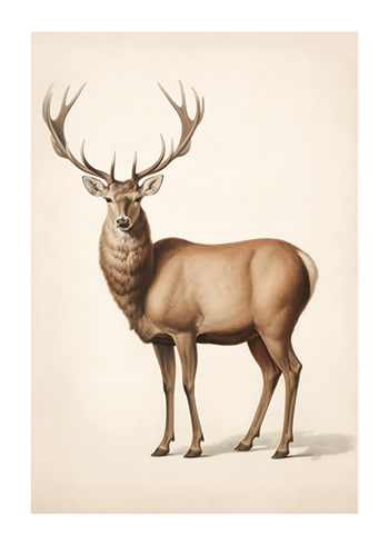 Affiche Brown Deer