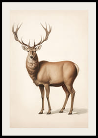 Illustration détaillée d'un cerf brun sur fond clair-2